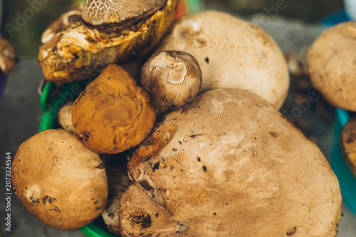 Edible mushrooms of various species displayed in buckets for sale in central Mexico during the rainy season.

