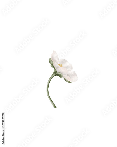 Hand painted watercolor strawberry flower isolated. for garden themes, botanical designs, packaging, stationery, wedding invitations, pattern making, organic branding, spring projects, and food-relate