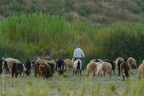 Fotografija Shepherd herding a flock of sheep and goats in a green pasture.