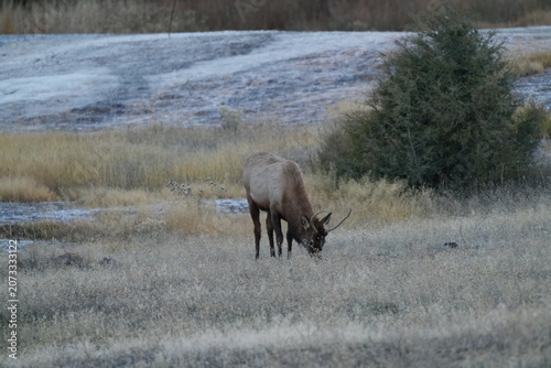 Female Elk Grazing Peacefully in Golden Autumn Meadow with Pine Forest, Yellowstone