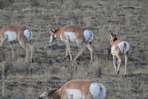 Three Pronghorn Antelope Grazing in Rocky Yellowstone Sagebrush Grassland