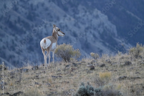 Pronghorn Antelope Standing Alert on Ridge with Blurred Mountain Wall Backdrop