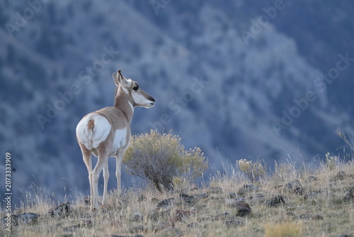 Pronghorn Antelope Alert on Sagebrush Ridge with Soft Canyon Wall Background