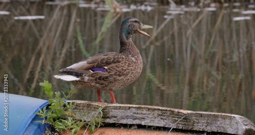 Wild duck outdoor on lake in natural outdoor environment