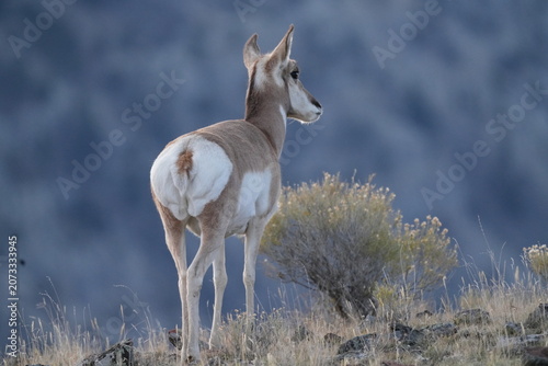 Pronghorn Antelope Looking Out from Sagebrush Ridge Against Soft Mountain Wall