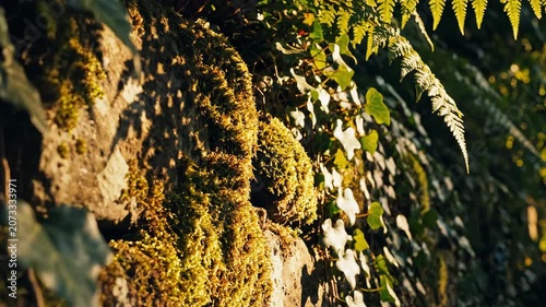 Vibrant Green Moss and Ferns Bathed in Golden Sunlight in a Lush Forest Environment.