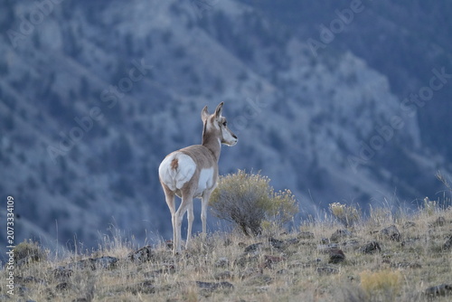 Male Pronghorn Antelope with Pronged Horns Grazing in Yellowstone Sagebrush