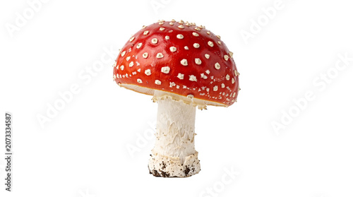 Photography Red fly agaric mushroom amanita muscaria fungus with white spots isolated on transparent background png