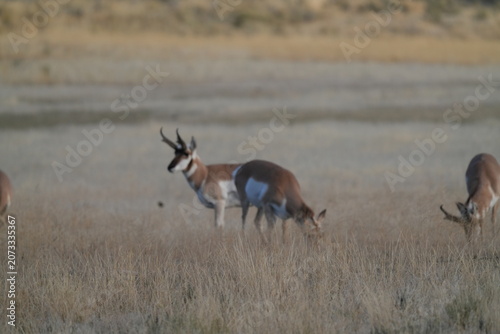 Small Pronghorn Antelope Herd Grazing Together in Dry Yellowstone Autumn Meadow