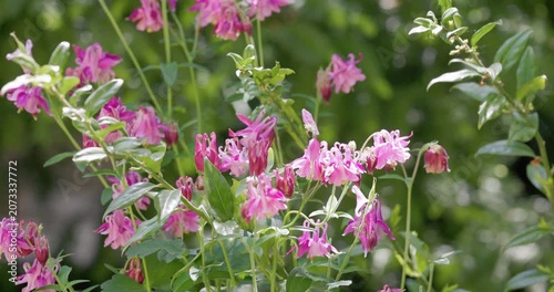 Pink columbine aquilegia flowers blooming in a garden