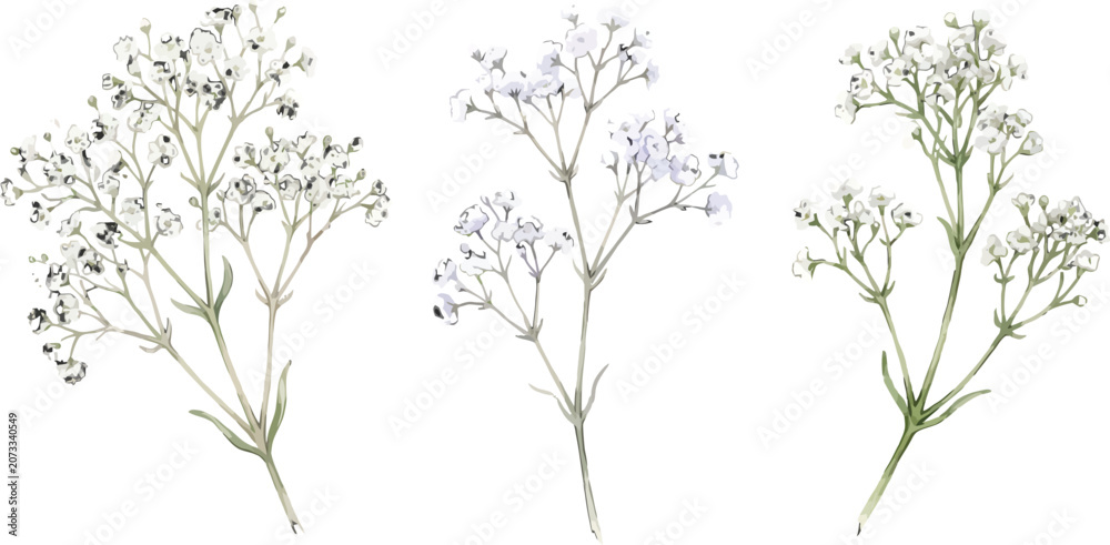 Fototapeta premium Watercolor baby breath flower sprigs set isolated on white background for wedding invitation and floral design projects