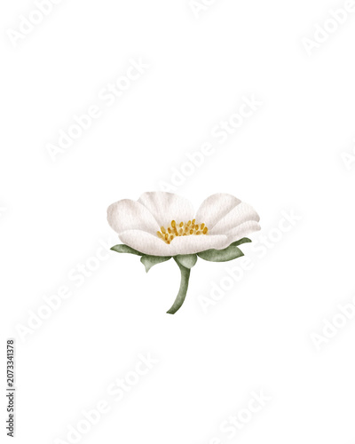 Hand painted watercolor strawberry flower isolated. for garden themes, botanical designs, packaging, stationery, wedding invitations, pattern making, organic branding, spring projects, and food-relate