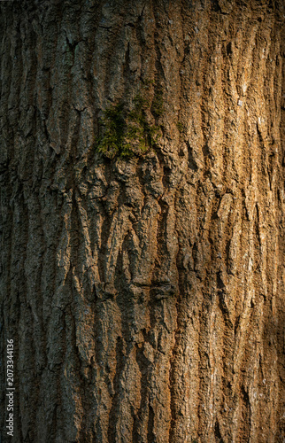 Detail of a tree trunk showing the rough texture of the bark illuminated by sunlight