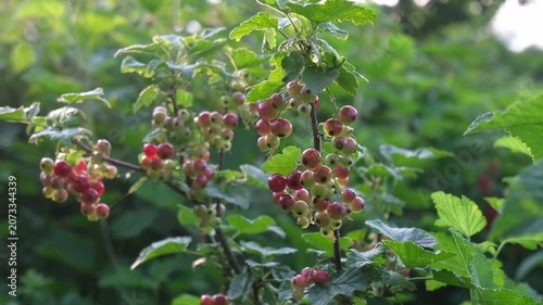 Lush green berry bush with clusters of ripe red and green berries, showcasing the vibrant growth and natural beauty of the garden scene in a continuous motion sequence