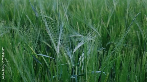 Lush Green Wheat Field with Gentle Breeze at Dusk