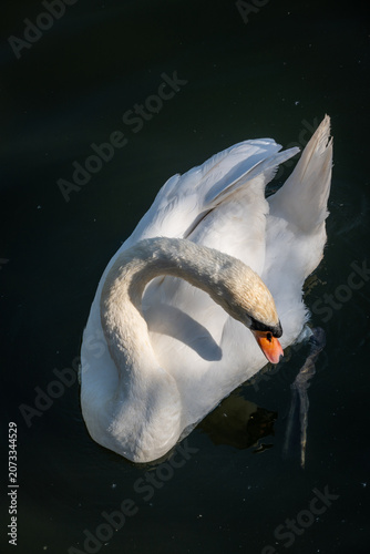 A white swan on the dark waters of a lake