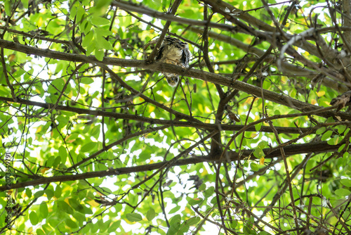 Foto A young fledgling Eurasian sparrowhawk (Accipiter nisus) recently left its nest, perched carefully on a tree branch hidden among green leaves and dense branches in the forest