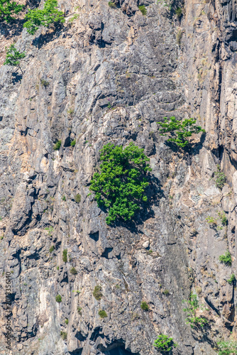 Felsformationen und Flora im Harz bei Thale, Deutschland