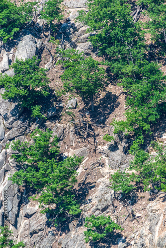 Felsformationen und Flora im Harz bei Thale, Deutschland