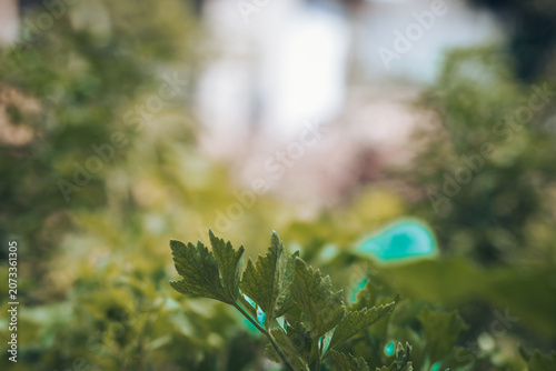 Lush green vegetable garden and growing plants under bright natural daylight with soft blurred background. Ideal stock image for agriculture, eco-friendly lifestyle, organic farming, environmental con