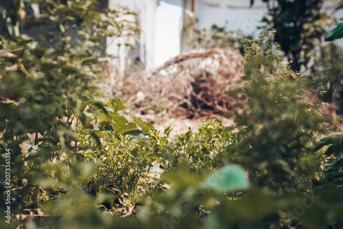 Lush green vegetable garden and growing plants under bright natural daylight with soft blurred background. Ideal stock image for agriculture, eco-friendly lifestyle, organic farming, environmental con