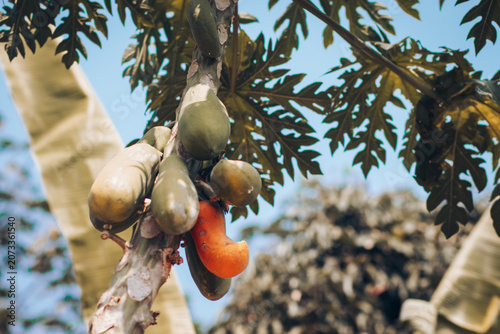 Fresh green and ripe orange papayas hanging on a papaya tree in an organic tropical farm garden. Excellent stock photography for agriculture, healthy food, tropical fruit produce, farming, and nutriti