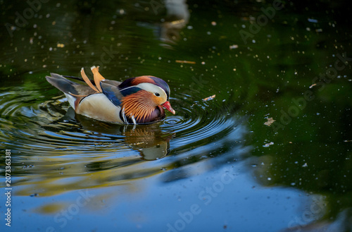 Konstfotografi Just swimm