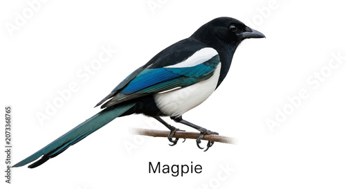Detailed illustration of a Common Eurasian Magpie perched on a wooden branch isolated on a clean white background for wildlife study