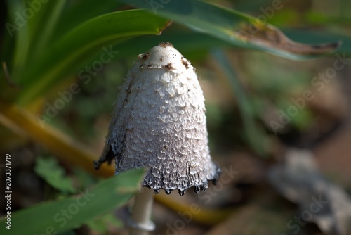 Foto Close-up shot of a shaggy mane ink cap mushroom growing on the forest floor