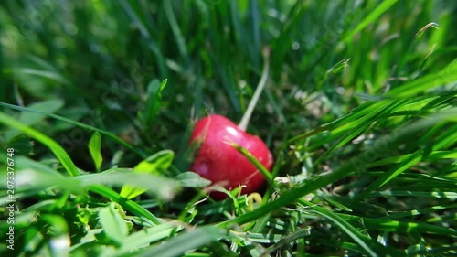 Red Ladybug Crawling on Grass in Slow Motion
