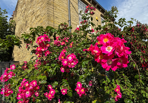 Bright pink roses bloom abundantly in front of a rustic stone building. Sunlight casts warm shadows, enhancing the vibrant colors on Carr Bottom Road, Wibsey, UK