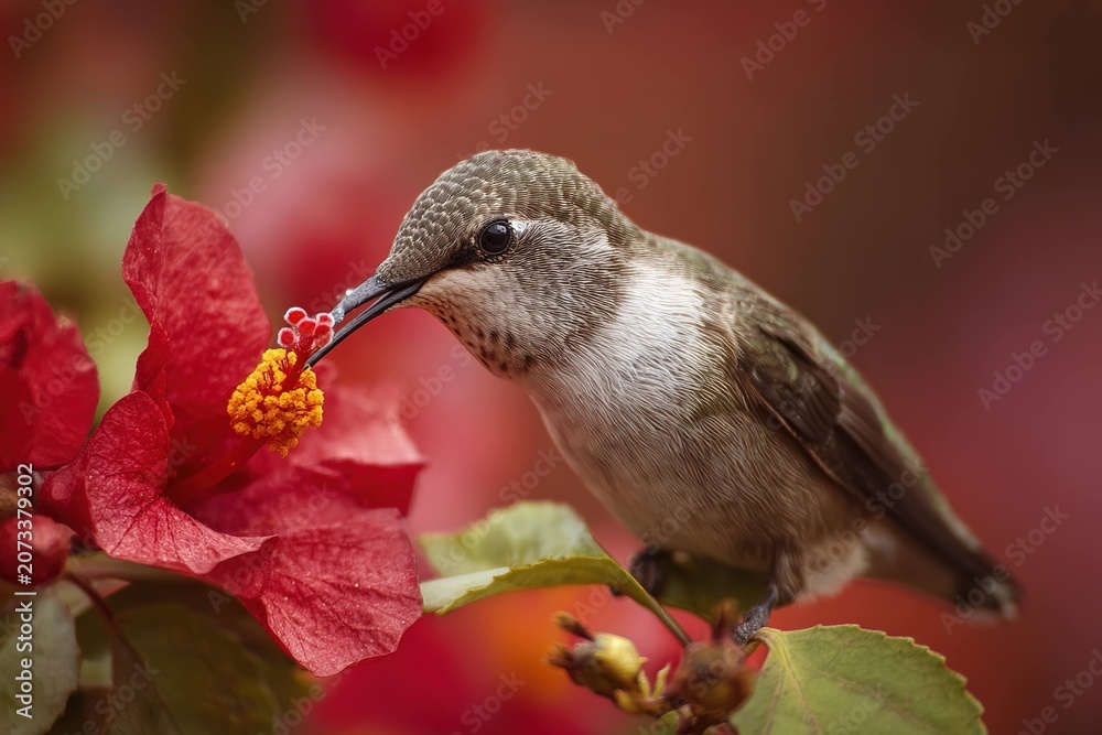 Fototapeta premium close-up of a hummingbird feeding from a red flower