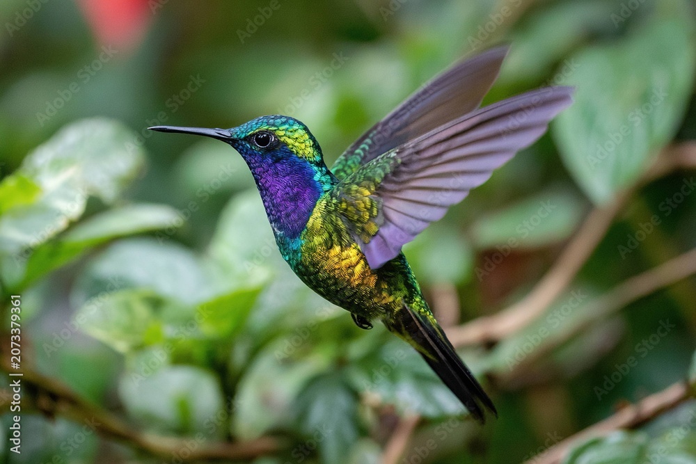 Fototapeta premium colorful hummingbird flying through jungle vines