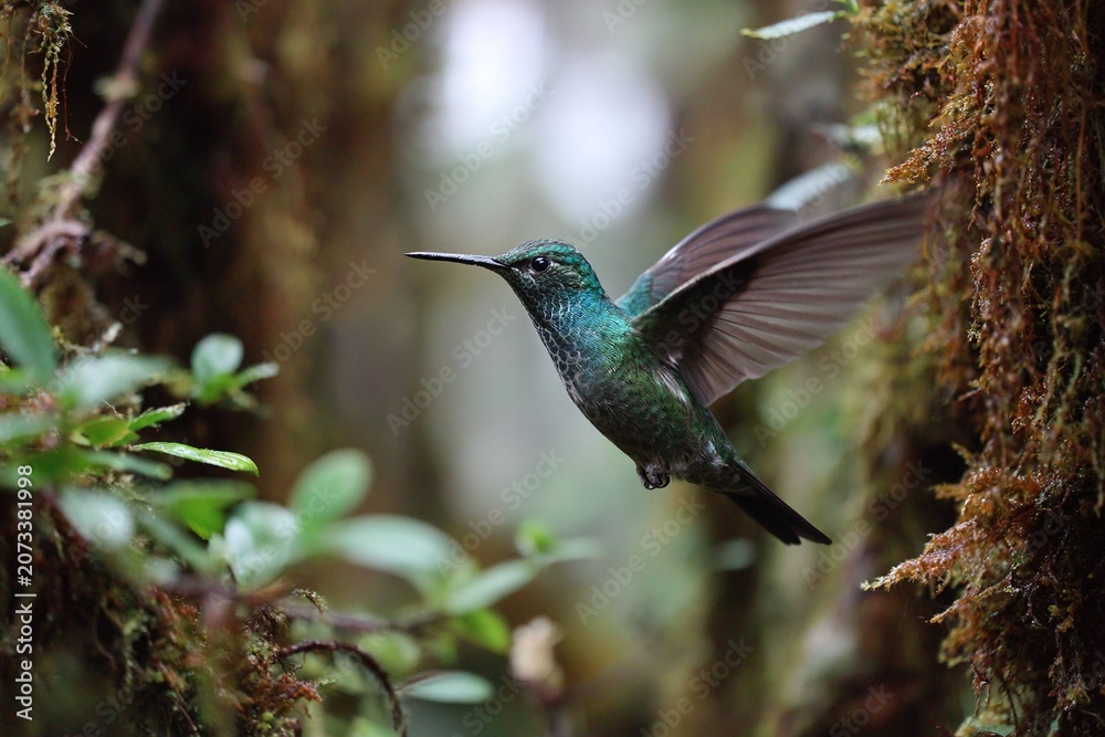 Obraz premium hummingbird hovering in misty rainforest