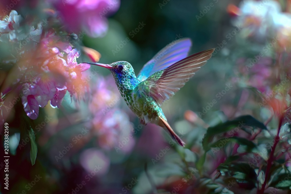 Obraz premium iridescent hummingbird mid-flight in a tropical garden