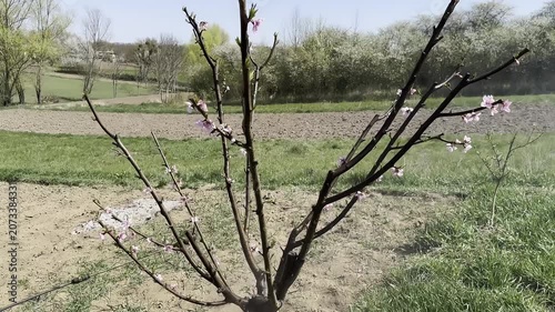 Peach Tree Branches in Bloom with Slow Motion Camera Movement