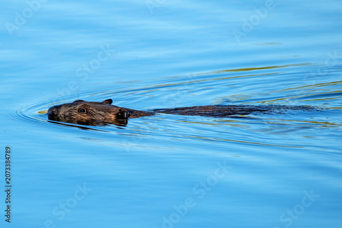 Slika na platnu American Beaver swimming