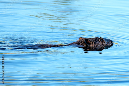 Фотография American Beaver swimming