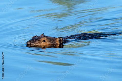 Canvas Print American Beaver swimming