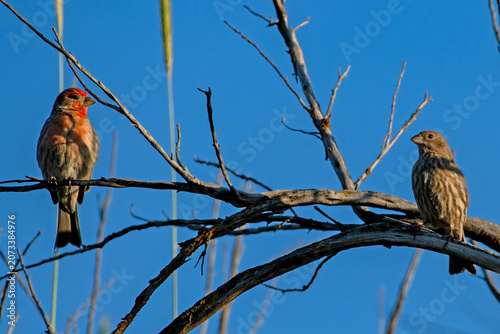 Canvas-taulu House Finch pair in Idaho