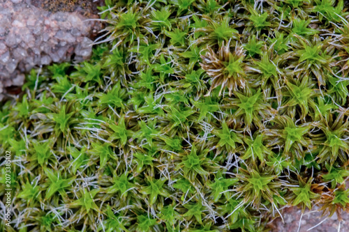 Twisted moss (Syntrichia ruralis)
