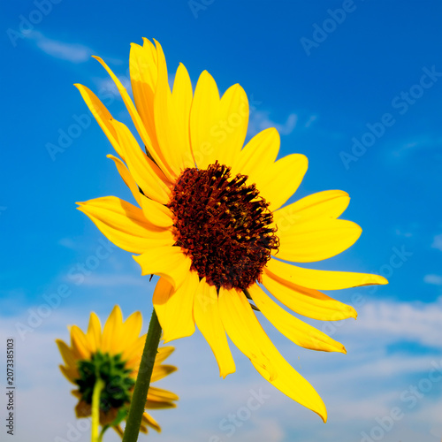 Sunflower facing the sun