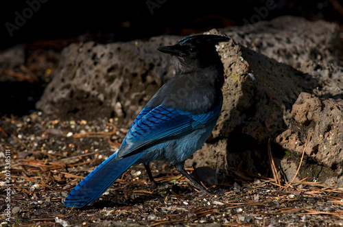 Steller's Jay