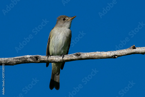  Western Wood-Peewee