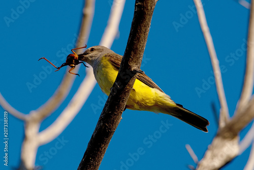 Western Kingbird eating a Morman Cricket
