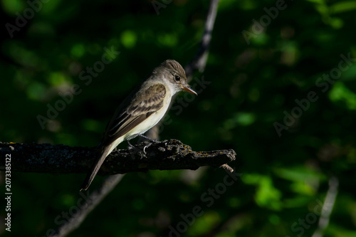  Western Wood-Peewee