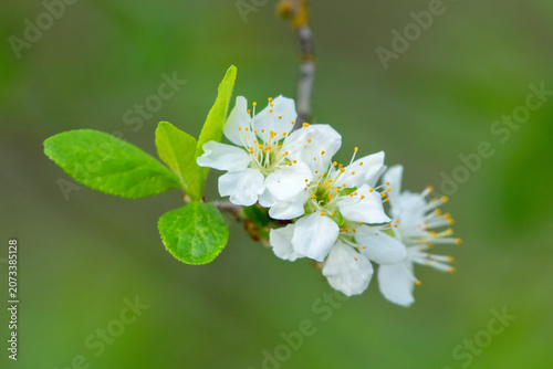 white flowers in April