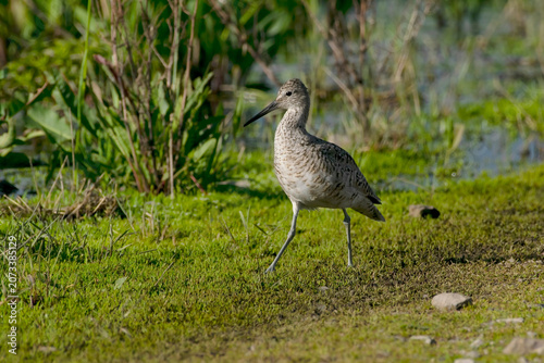 Willet (Tringa semipalmata)
