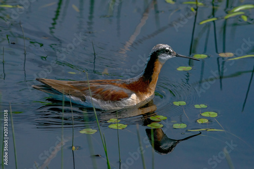 Wilson's Phalarope (Phalaropus tricolor)