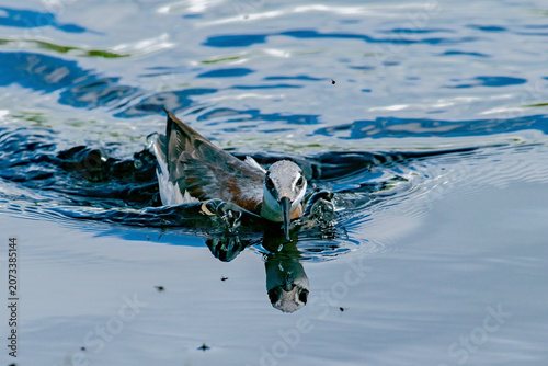 Wilson's Phalarope (Phalaropus tricolor)